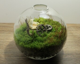Live Moss Mini Terrarium -  Junkyard Scene - Glass Terrarium - Live Plants