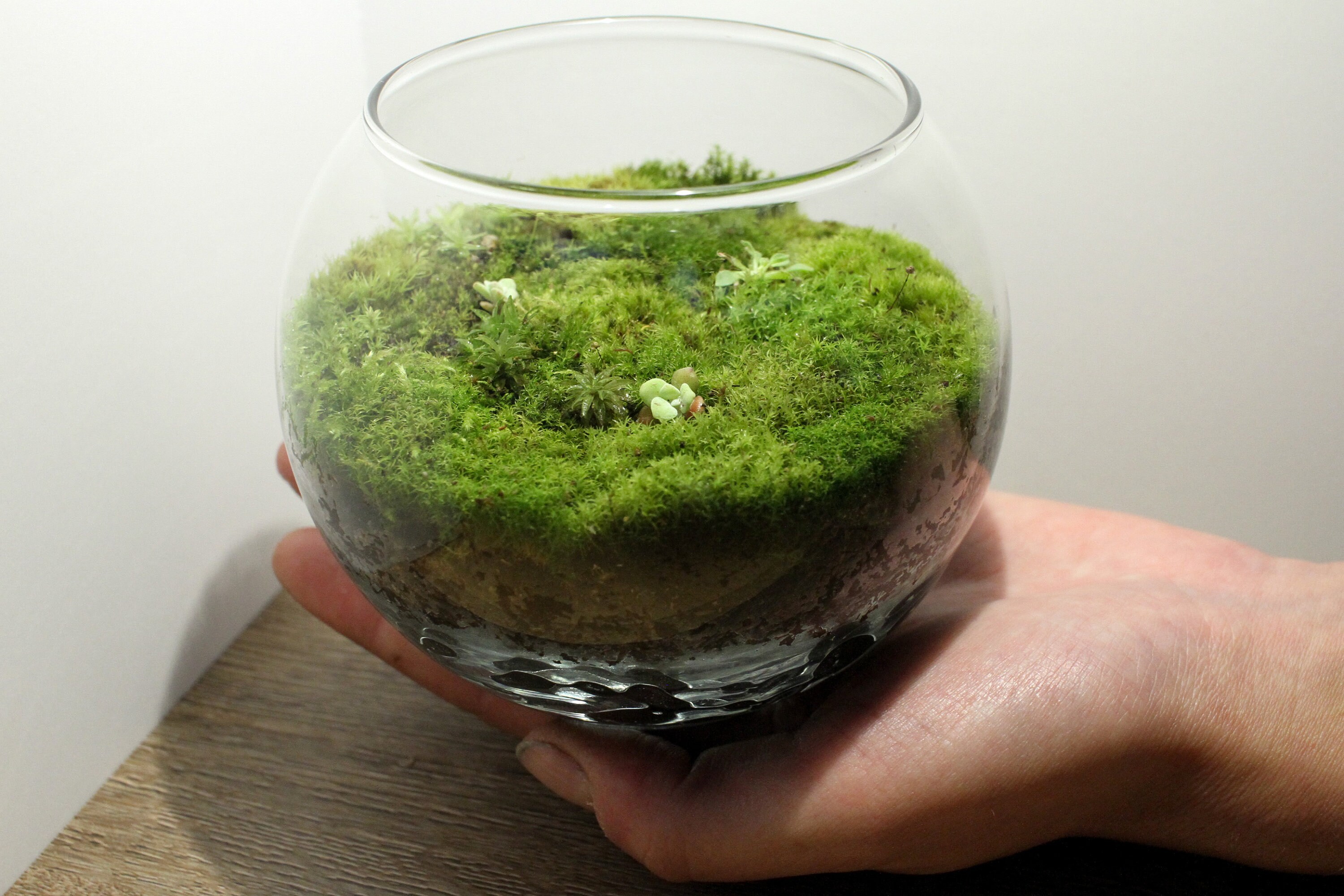 Live Moss Mini Terrarium All Moss Glass Terrarium Live Etsy