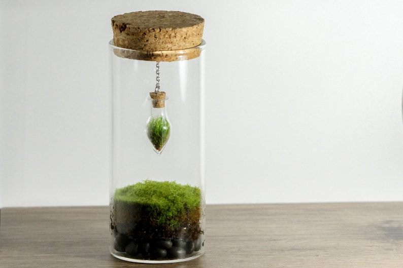 Moss Ball Pets Terrarium Kits | Marimo Ball Terrarium – Moss Ball Pets