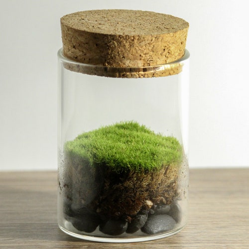 DIY Live Moss Mini Terrarium Kit All Moss Glass Terrarium - Etsy