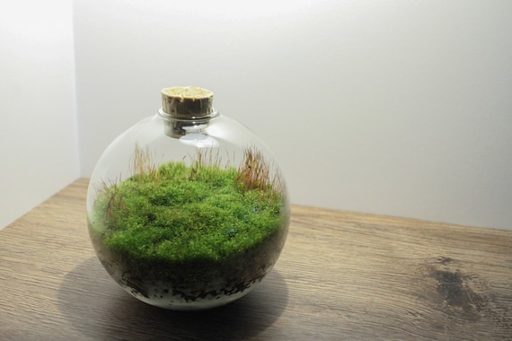 Moss Terrarium: How To Make One In 5 Easy Steps