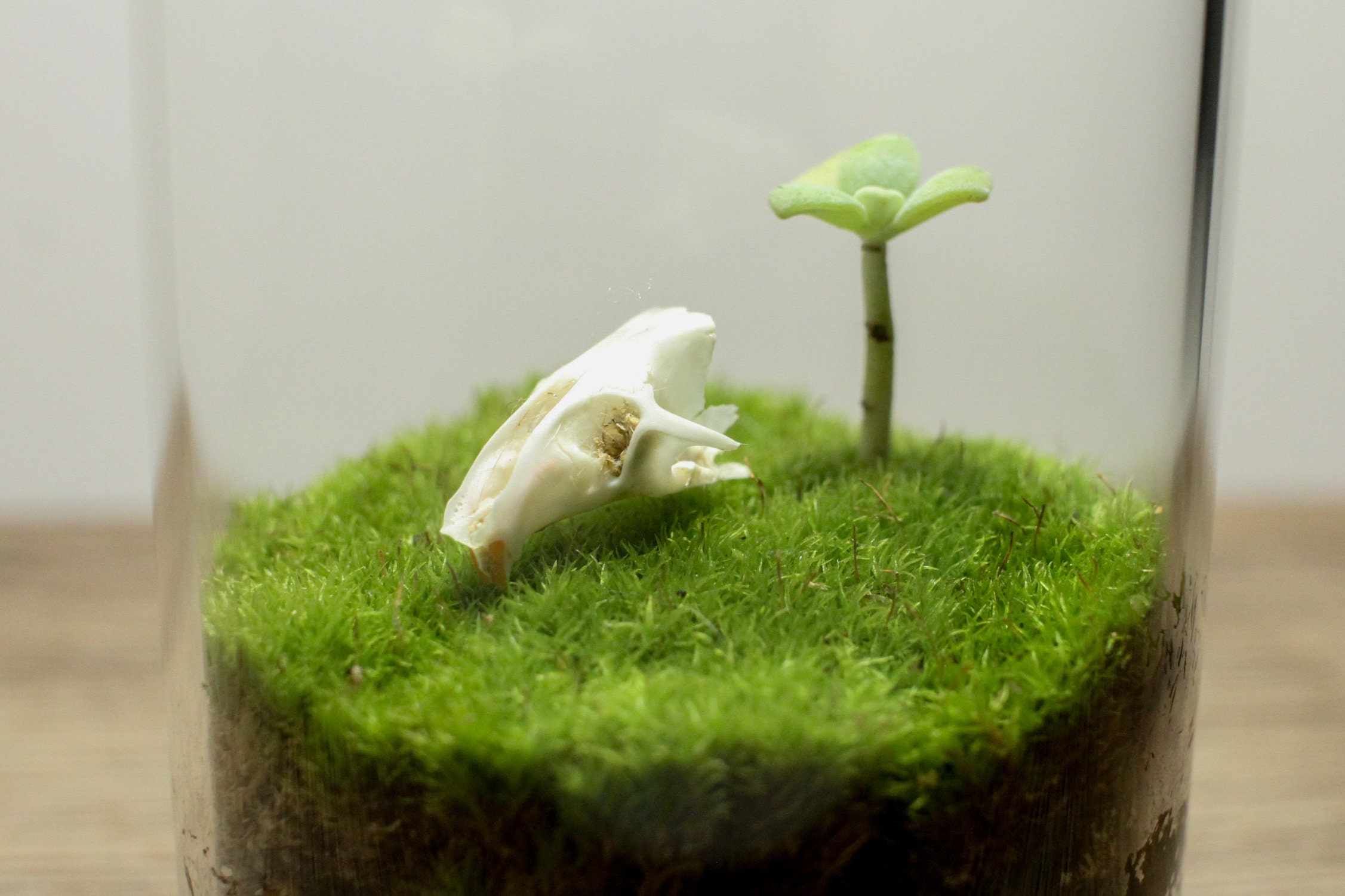 DIY Live Moss Mini Terrarium Kit Shrew Skull and Succulent Etsy