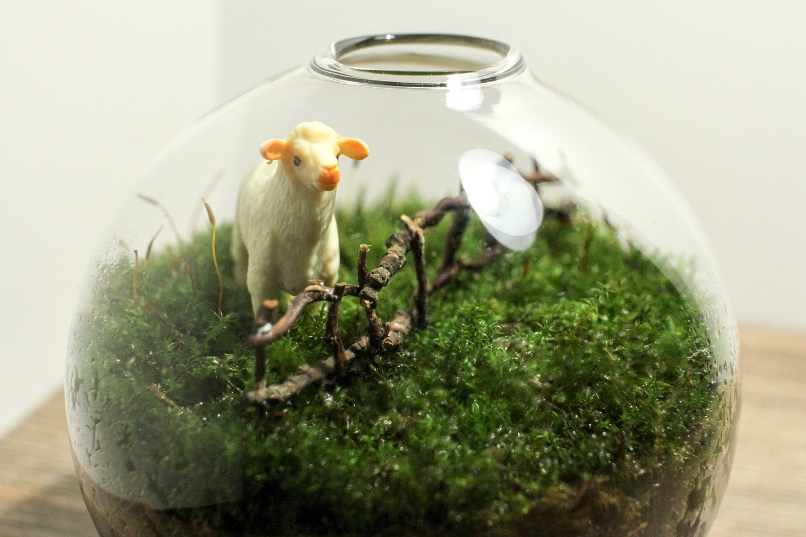 Live Moss Mini Terrarium Sheep Behind Fence Cottagecore Etsy