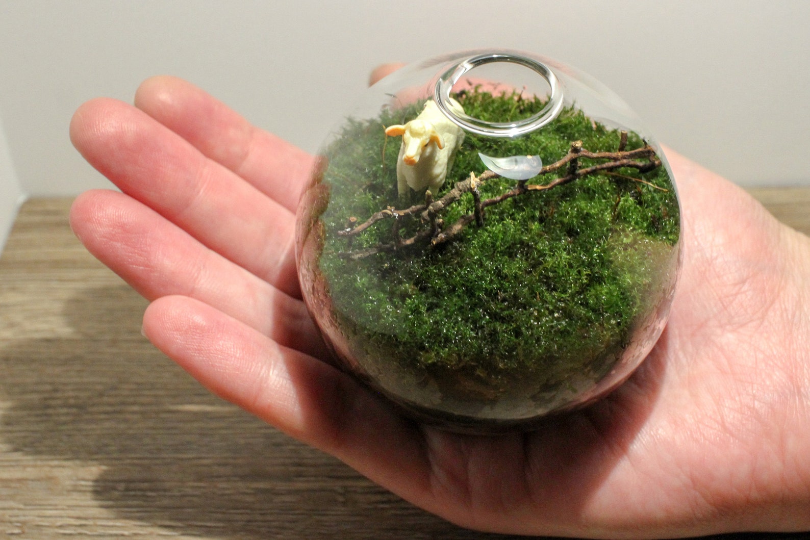 Live Moss Mini Terrarium Sheep Behind Fence Cottagecore Etsy