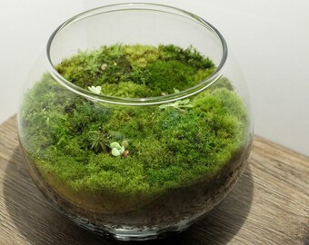 Mini Moss Terrarium – rerootgardens