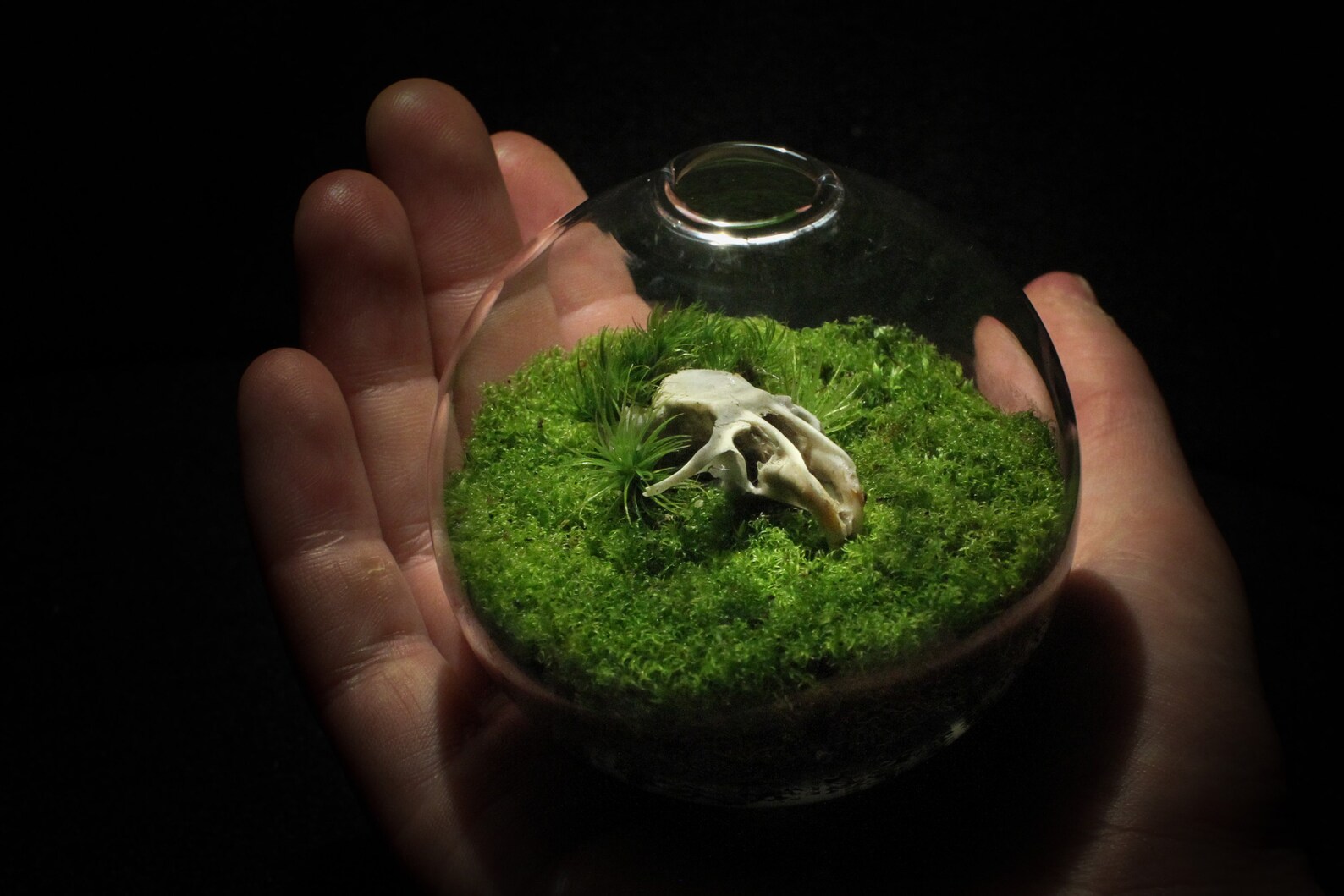 Live Moss Mini Terrarium With Mouse Skull Desktop Zen Etsy
