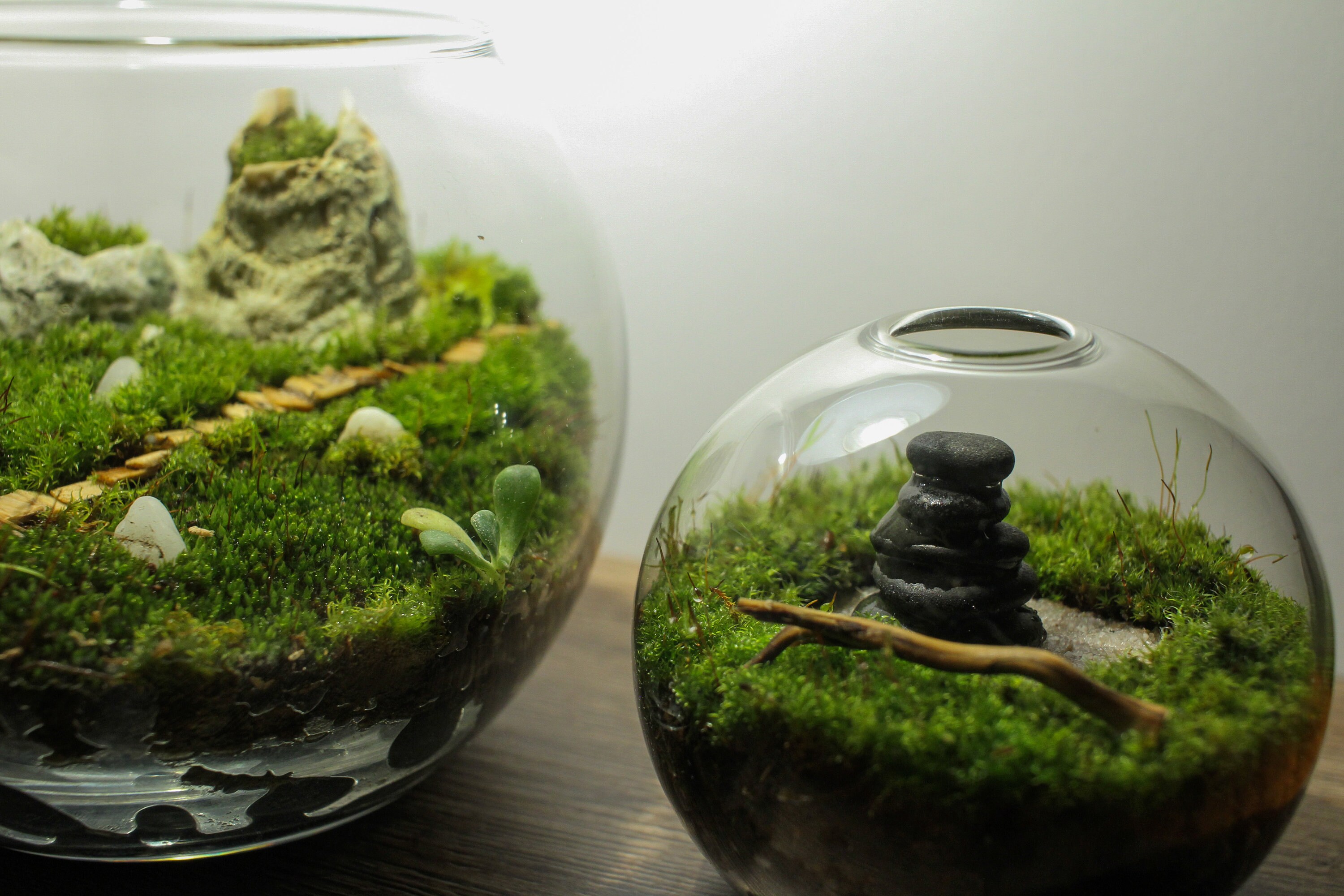 Live Moss Mini Terrarium Zen Garden Live Plant Terrarium Etsy