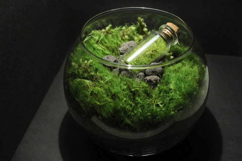 Live Moss Terrarium in a Terrarium Glass Terrarium Live Etsy