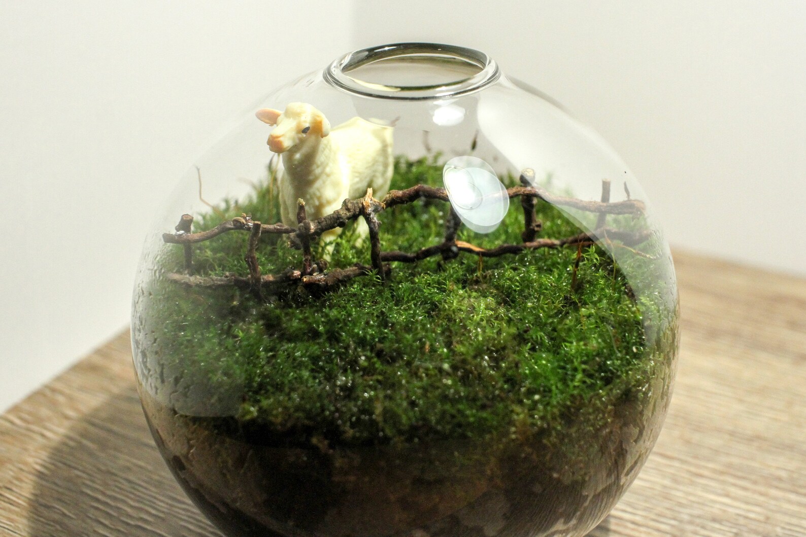 Live Moss Mini Terrarium Sheep Behind Fence Cottagecore Etsy