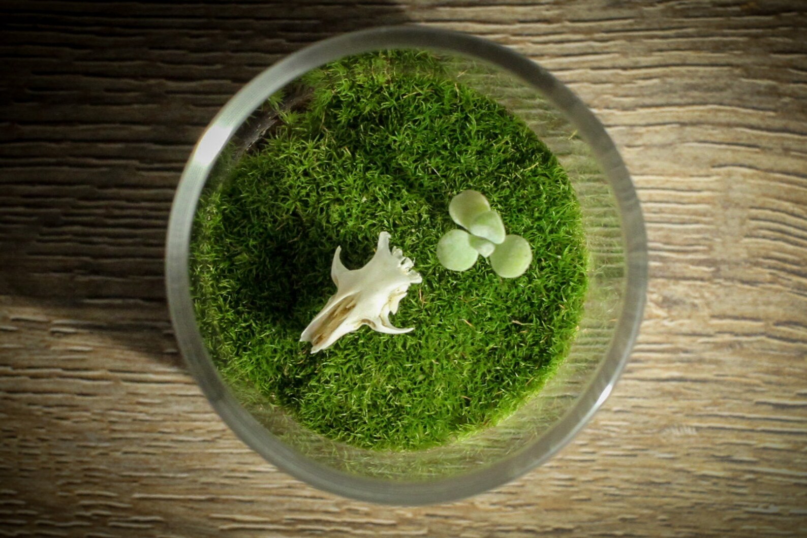 DIY Live Moss Mini Terrarium Kit Shrew Skull and Succulent Etsy