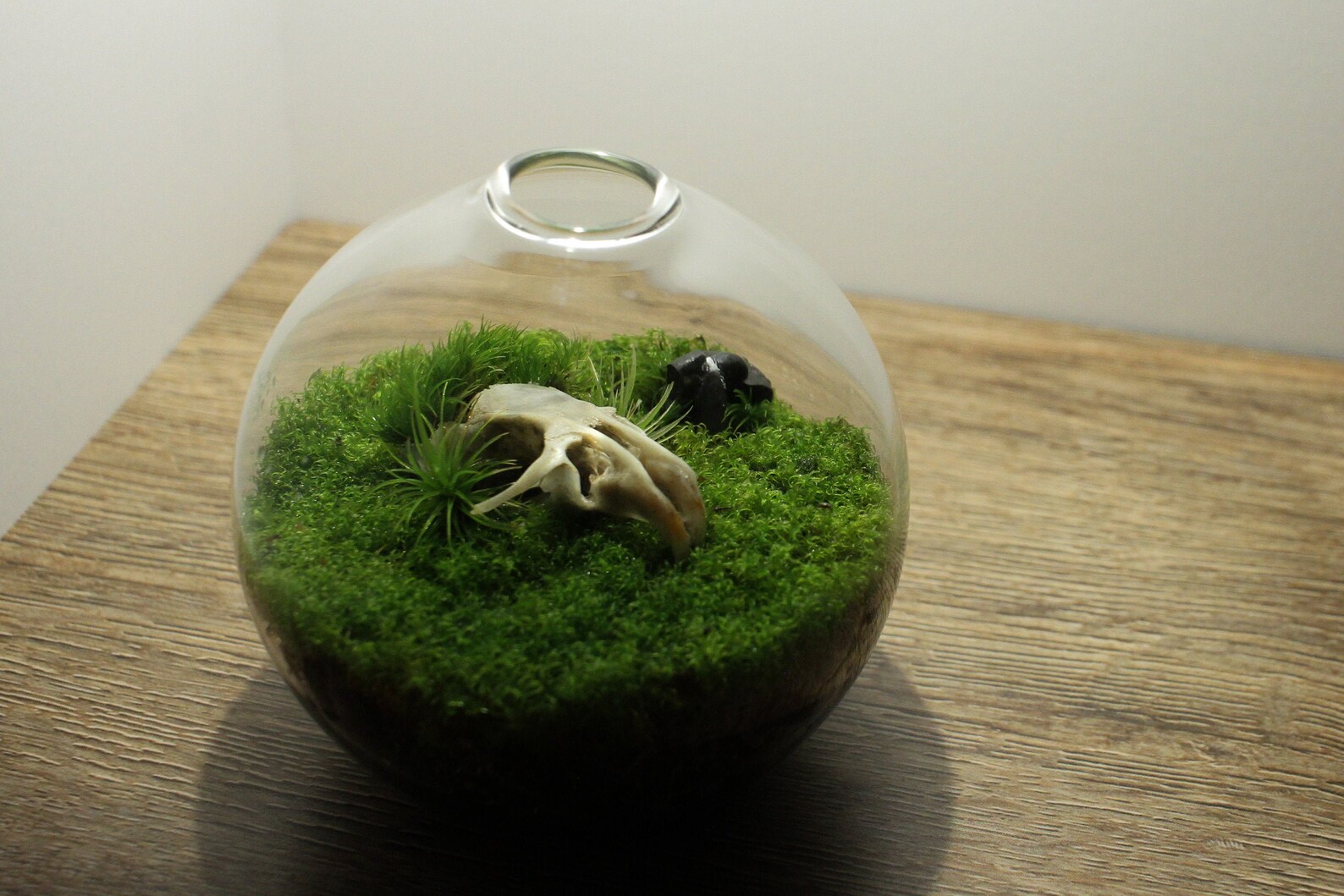 Live Moss Mini Terrarium With Mouse Skull Desktop Zen Etsy