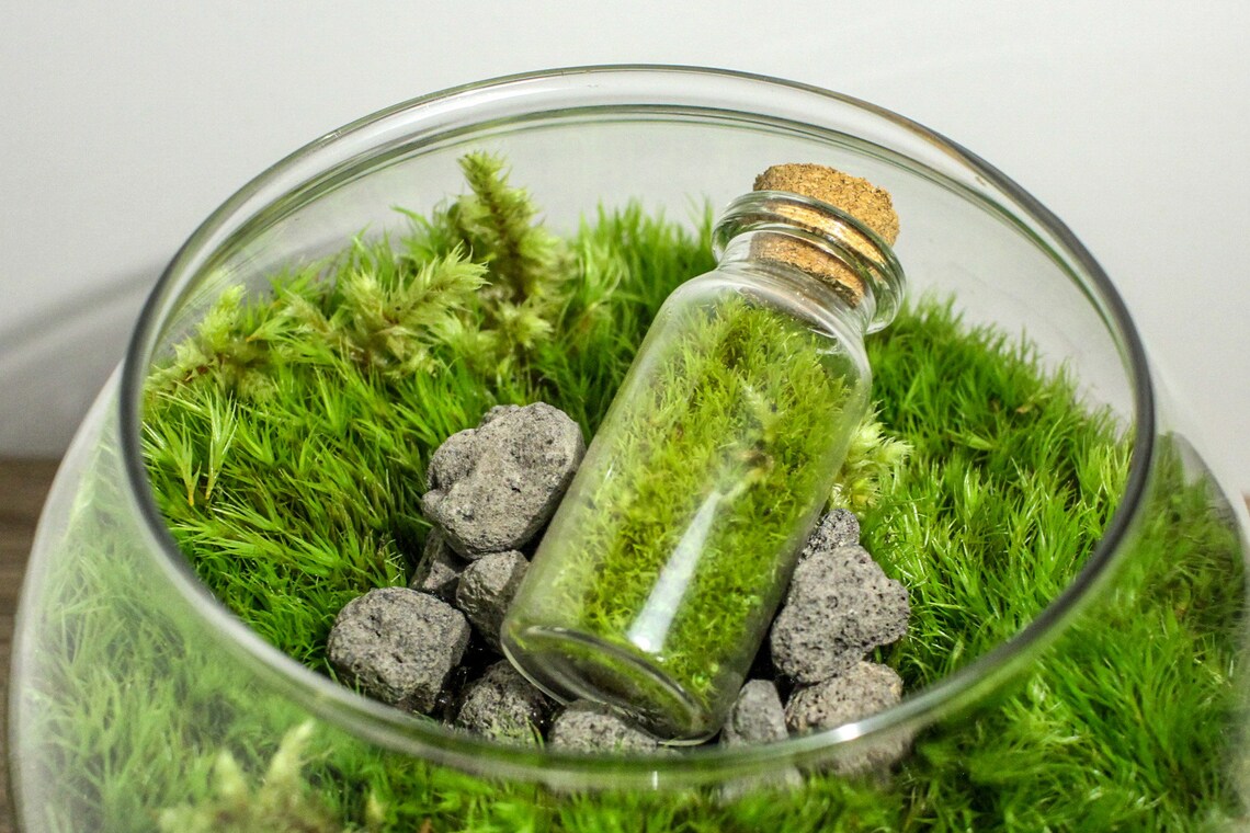 Live Moss Terrarium in a Terrarium Glass Terrarium Live Etsy