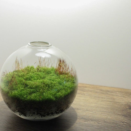 Live Moss Mini Terrarium -  All Moss Glass Terrarium - Live Plant Terrarium - Desktop Zen Garden - Fairy Garden Kit