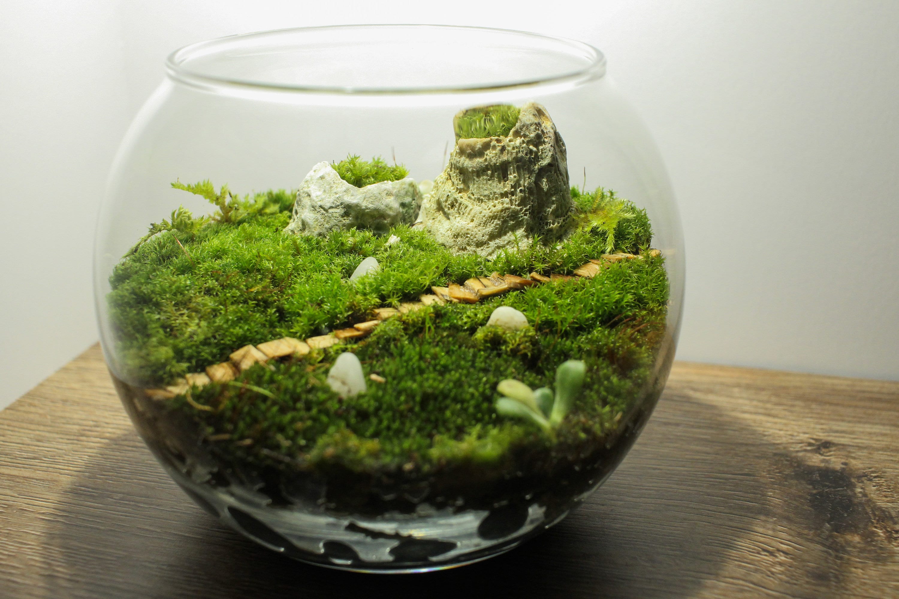 How To Clean Moss For Terrarium