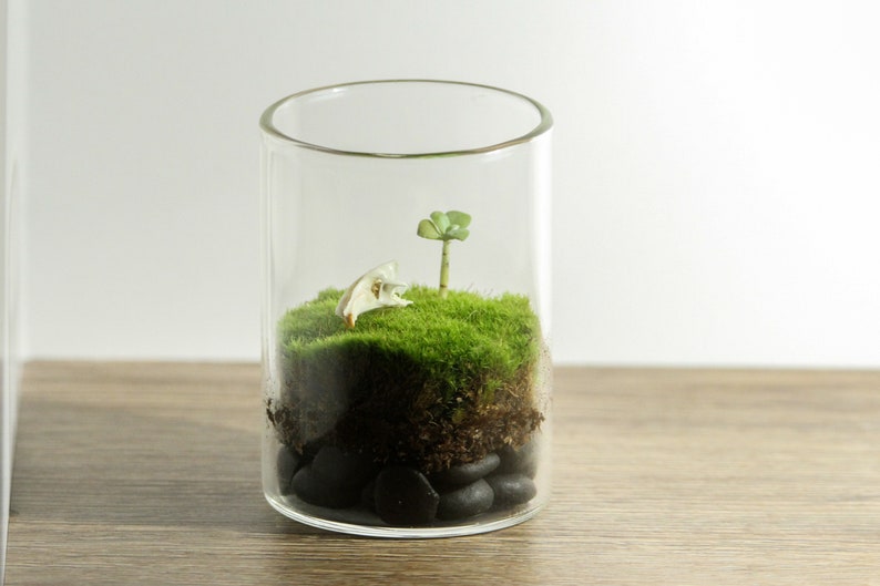 DIY Live Moss Mini Terrarium Kit Shrew Skull and Succulent Etsy