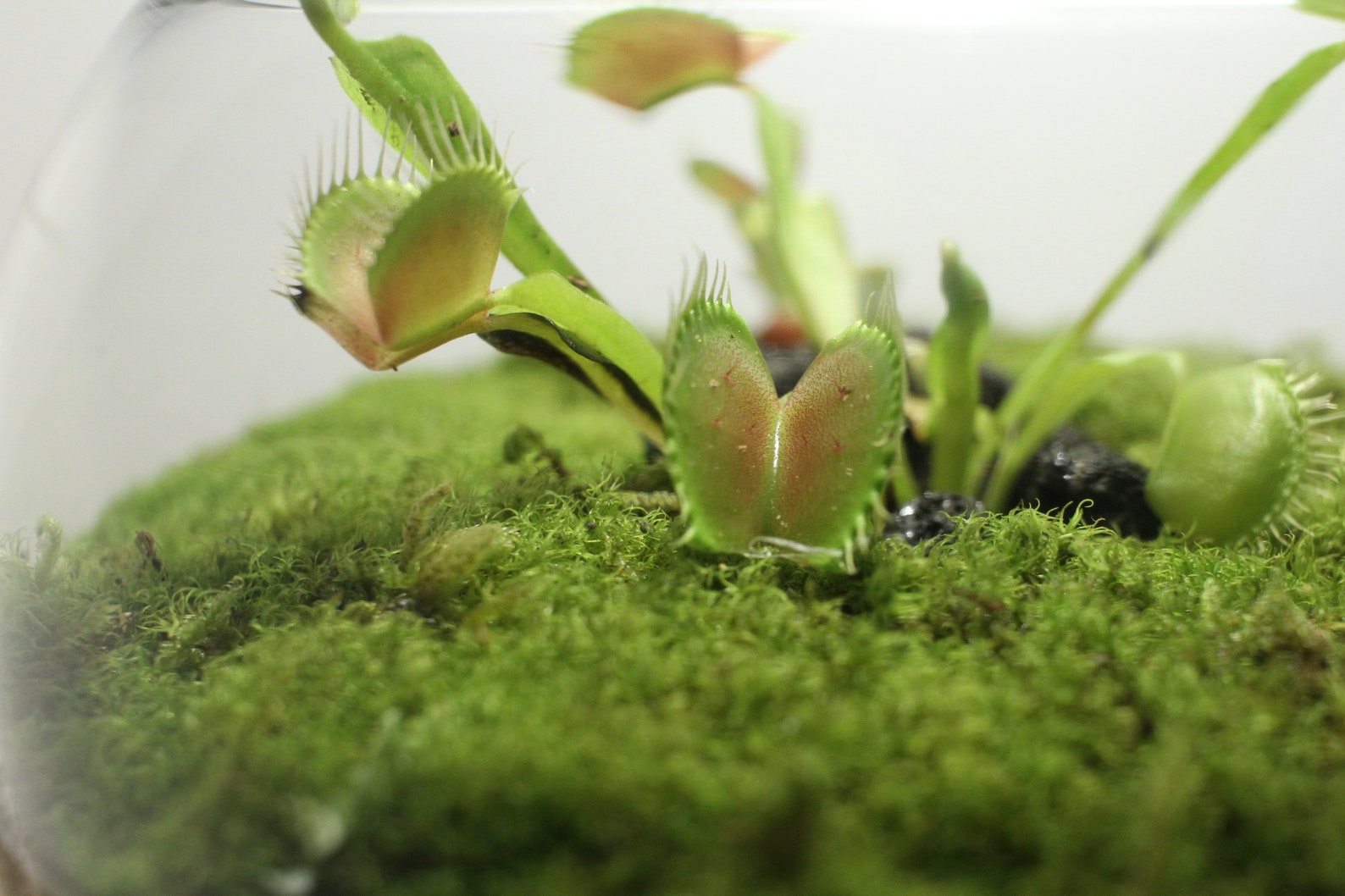 Venus Flytrap Terrarium Carnivorous Plant Live Moss Etsy