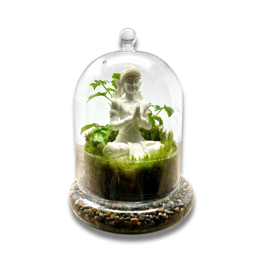 Live Moss Zen Terrarium Glass Cloche Terrarium Zen Garden Etsy