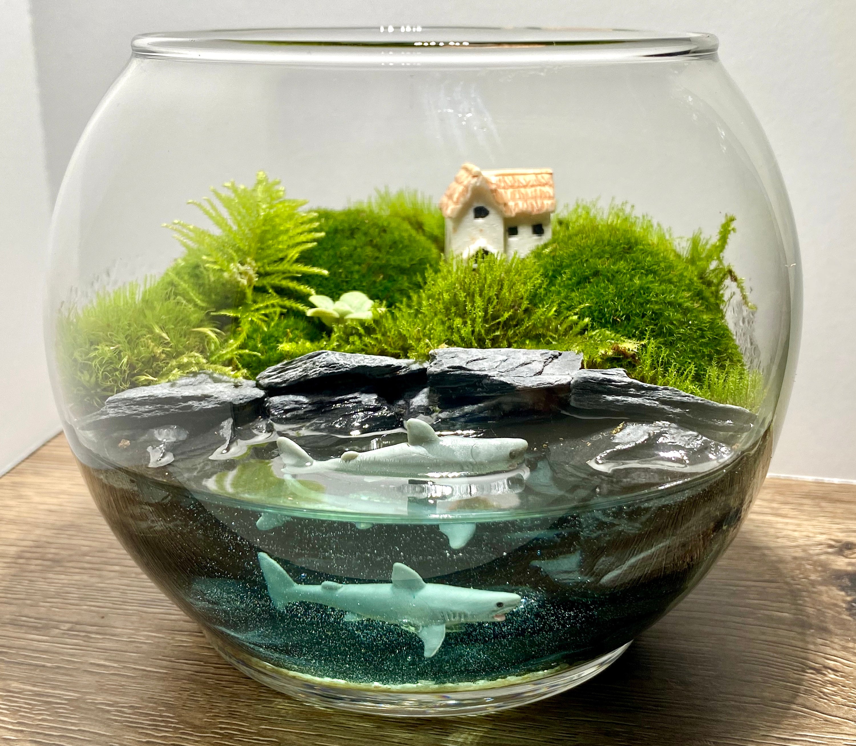 Moss Ball Aquatic Terrarium – The Plant Lady SF