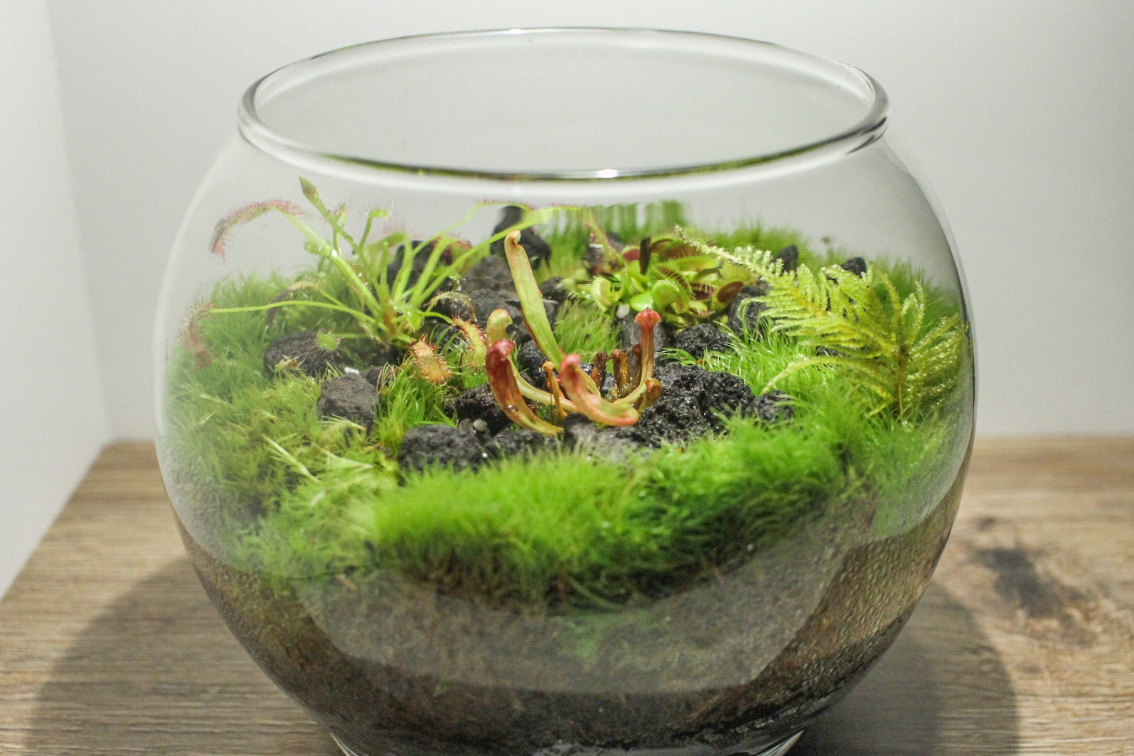 Carnivorous Plant Terrarium Venus Flytrap Sundew Etsy