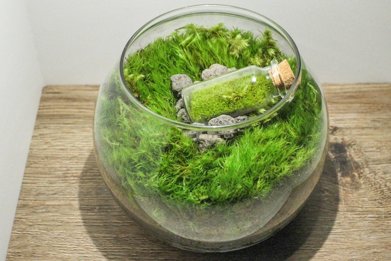 Live Moss Terrarium in a Terrarium Glass Terrarium Live Etsy