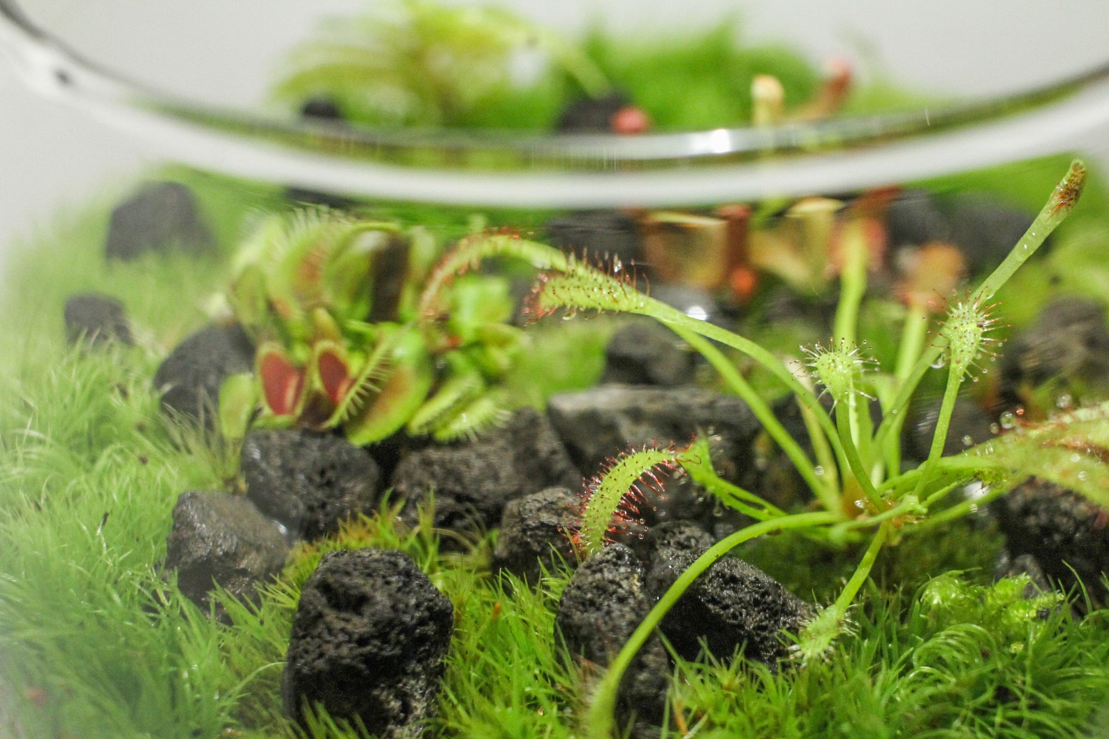 Carnivorous Plant Terrarium Venus Flytrap Sundew Etsy