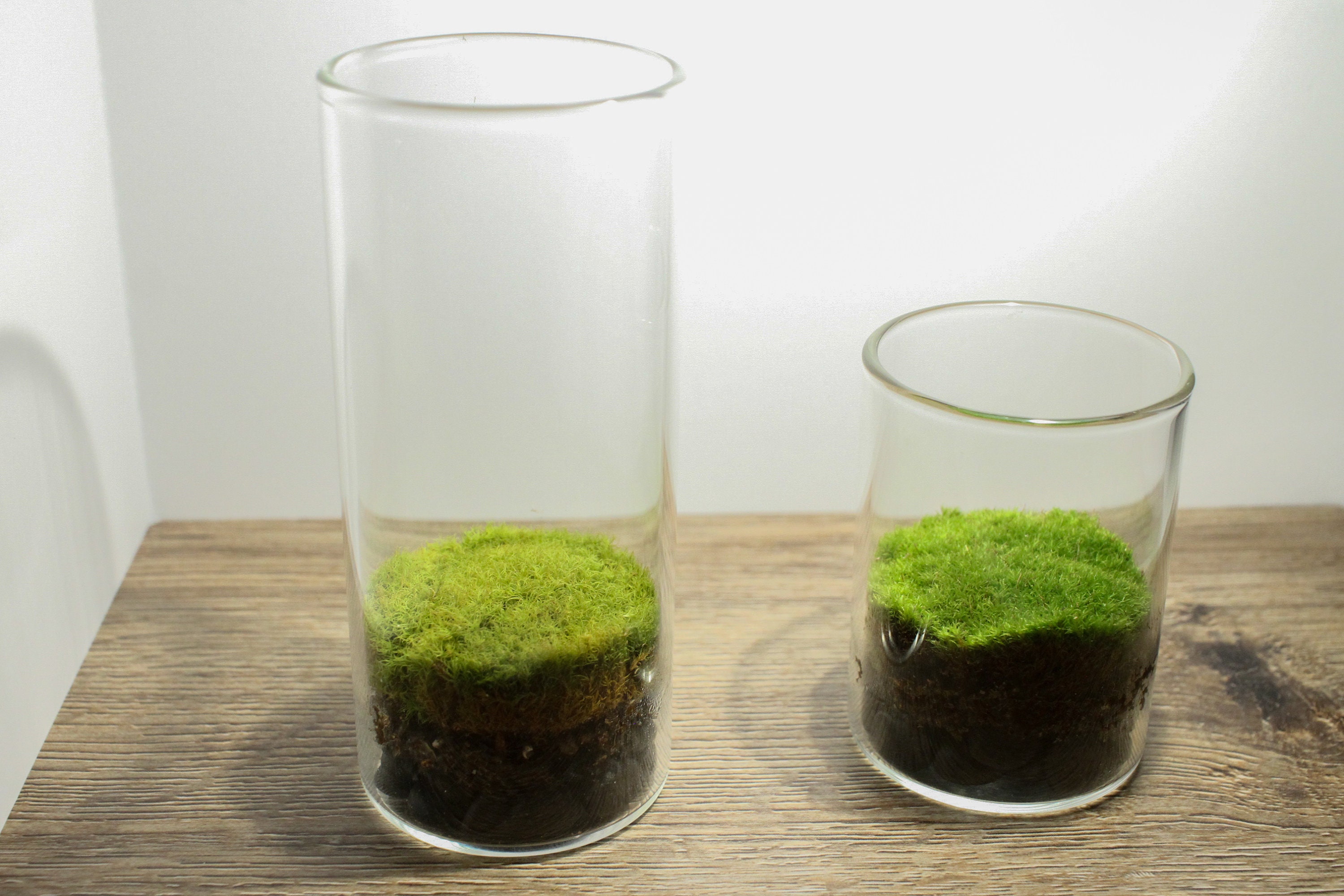 DIY Live Moss Mini Terrarium Kit All Moss Glass Terrarium | Etsy