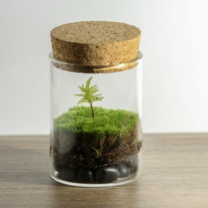 DIY Live Moss Mini Terrarium Kit - Tree Climacium Moss - Do It Yourself Kit - Live Plant Terrarium - Desktop Zen Garden - Corporate Gift