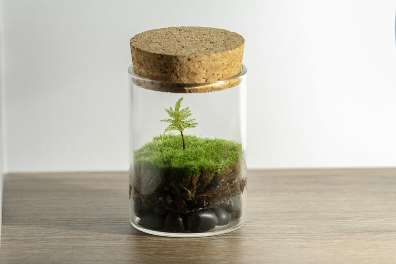 DIY Live Moss Mini Terrarium Kit - Tree Climacium Moss - Do It Yourself Kit - Live Plant Terrarium - Desktop Zen Garden - Corporate Gift 