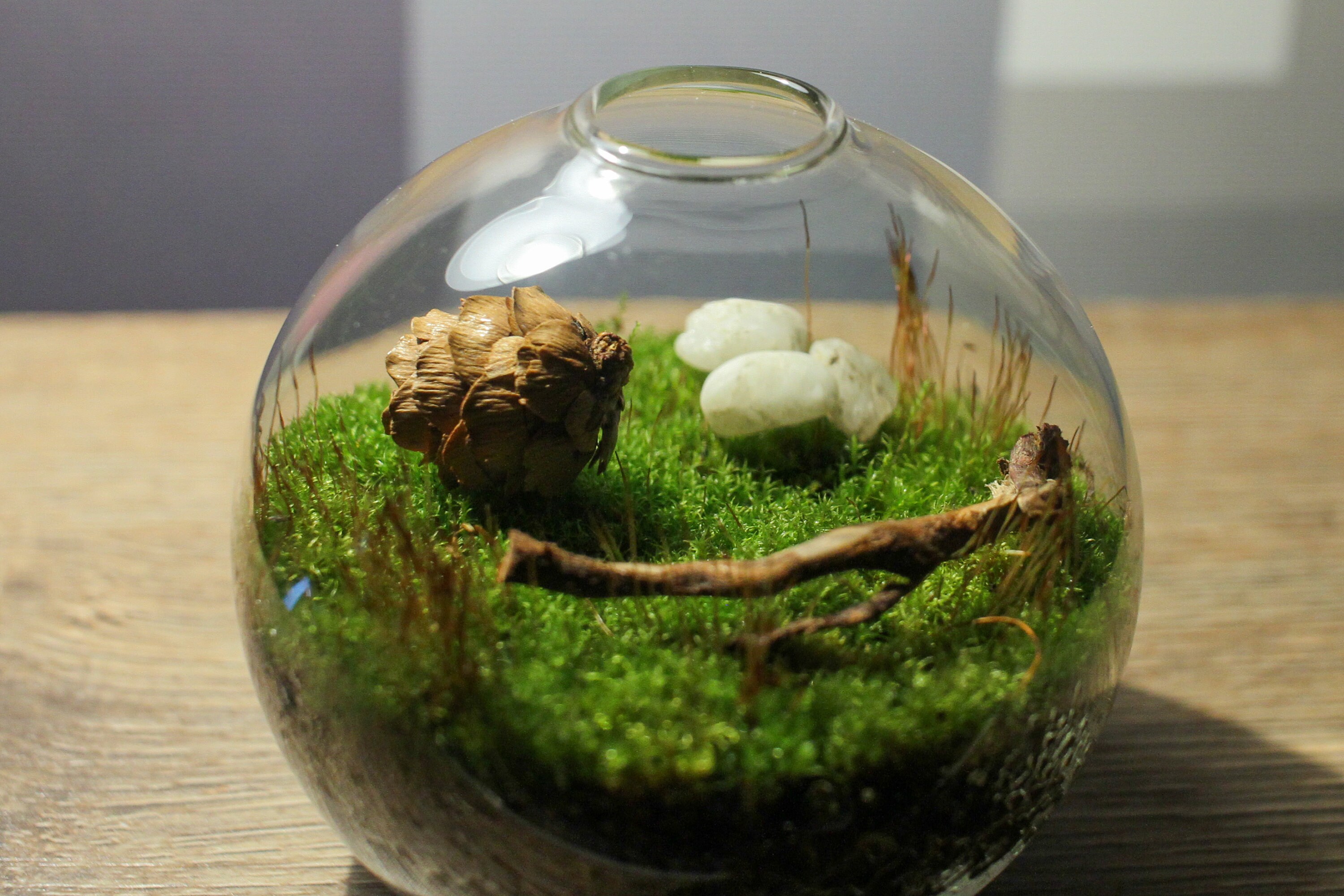 Craft Supplies & Tools Gardening & Plants Desktop Zen Garden Minimalist