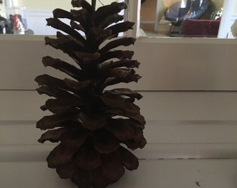 Large Pinecones