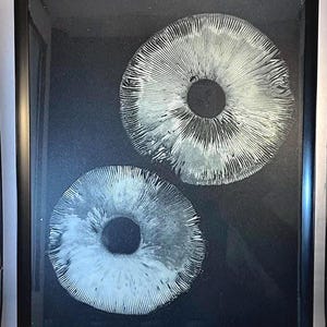 Puede incluir: Obra de arte enmarcada con dos impresiones de sombreros de setas blancas sobre un fondo negro. Los sombreros de setas tienen forma circular con un centro oscuro y líneas radiales detalladas. La obra está encerrada en un marco negro.