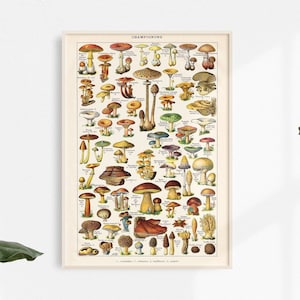 Poster di funghi "The Mushrooms" stampa d'arte vintage francese di Adolphe Millot, poster con funghi, poster da cucina, mappa dei funghi, tabellone