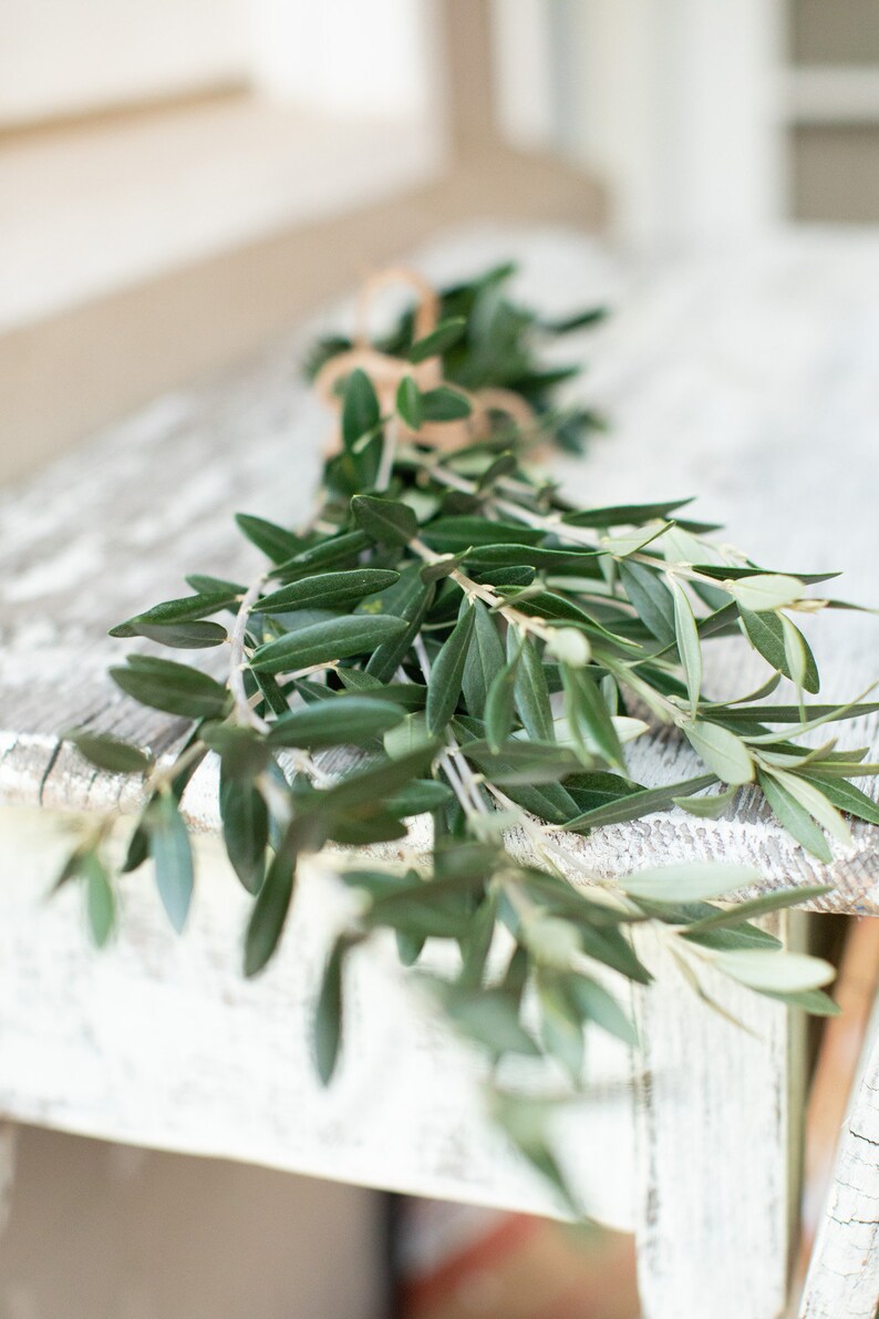 Fresh Cut Olive Branches Bundle of 10 Greenery DIY Wedding Flowers Home