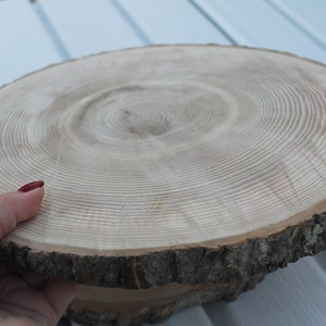 large tree slice Ash wood slice Rustic wedding decor image 6