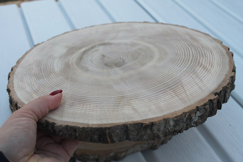 large tree slice Ash wood slice Rustic wedding decor image 6