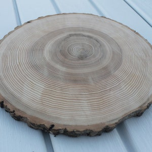 large tree slice Ash wood slice Rustic wedding decor image 3