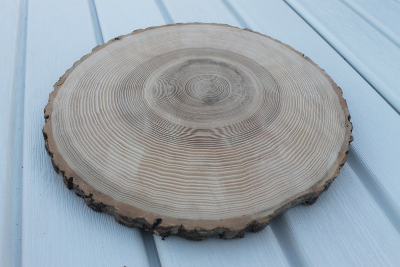 large tree slice Ash wood slice Rustic wedding decor image 3