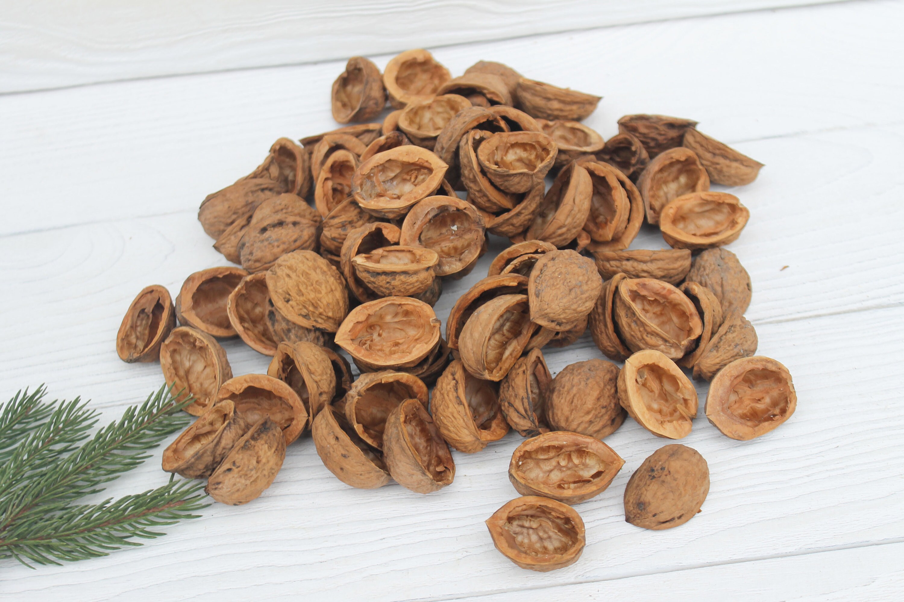 Walnut Shell Halves Set of 50 walnut halves Etsy