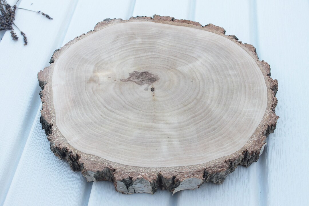 Large Wood Slices Centerpiece White Birch Slices Etsy