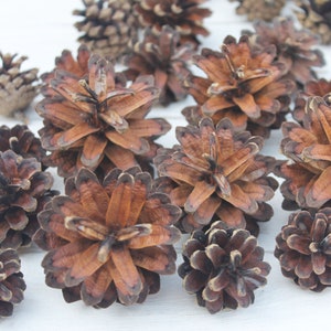 Pinecones for craft Christmas pine cones decor