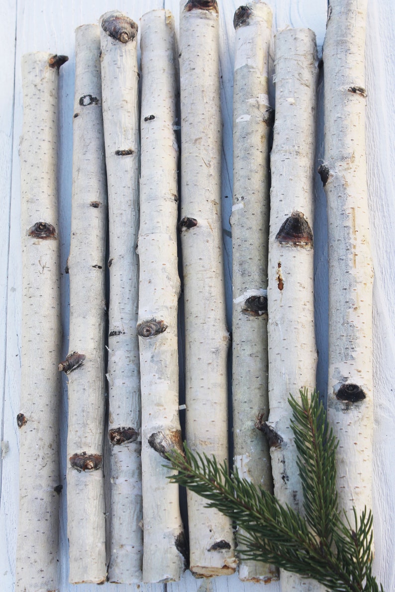 8 white birch branch Wood sticks for vase Etsy