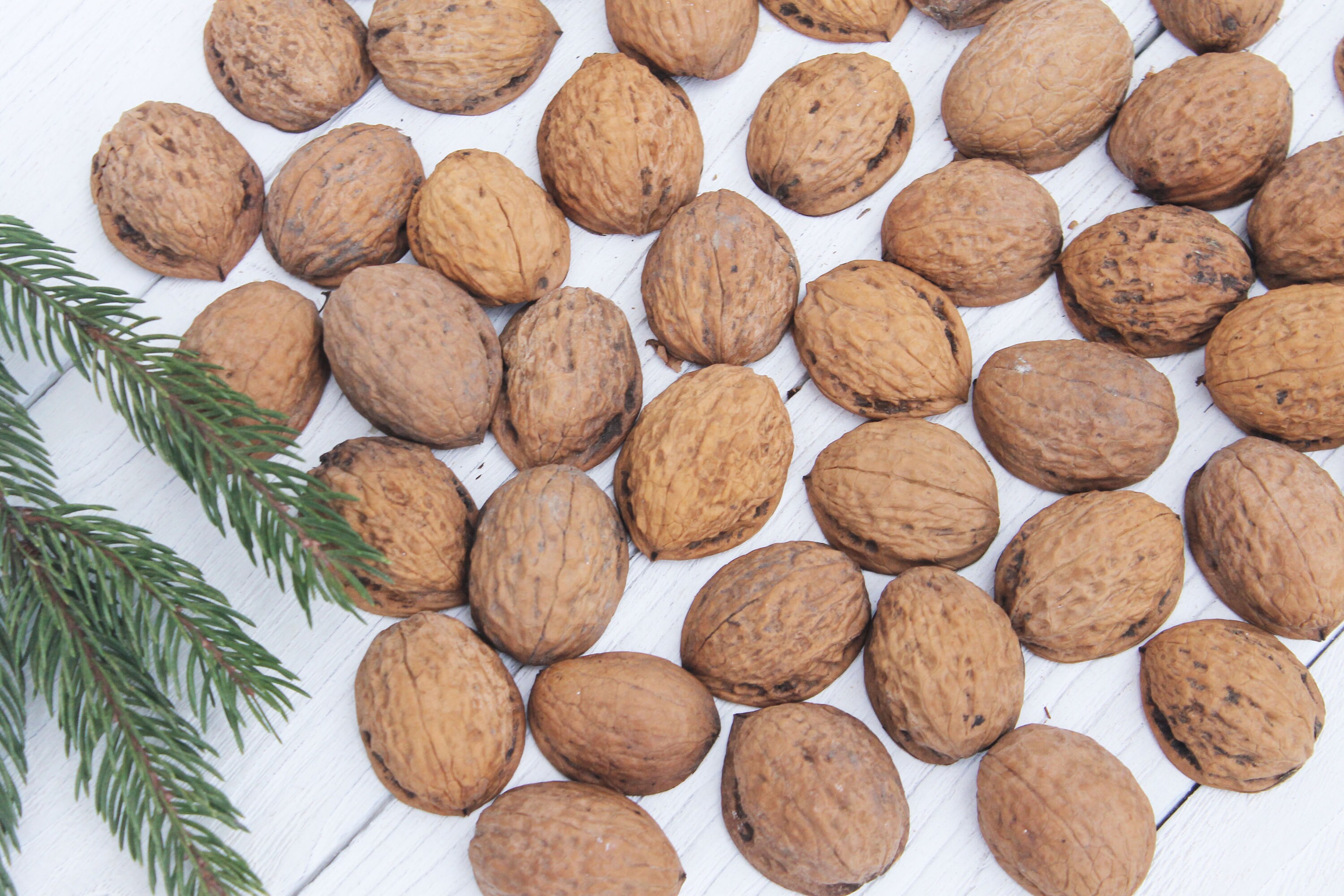 Walnut Shell Halves Set of 50 walnut halves Etsy