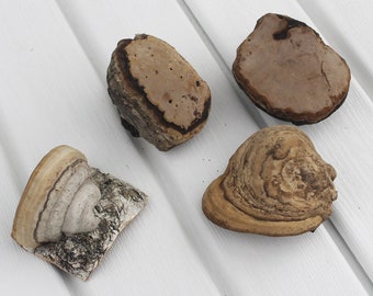 Real mushrooms for crafts Fungus decor garden
