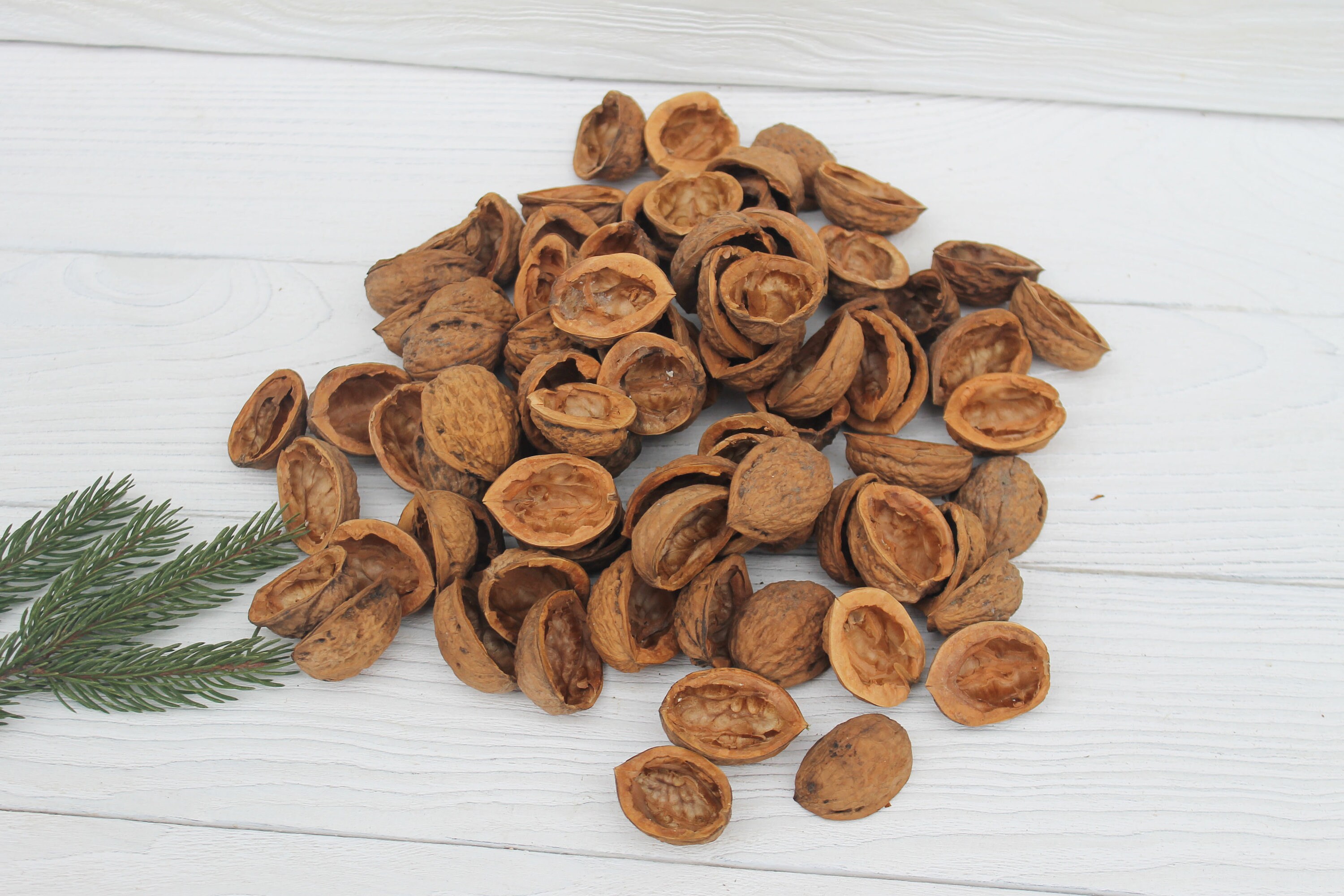 Walnut Shell Halves Set of 50 walnut halves Etsy