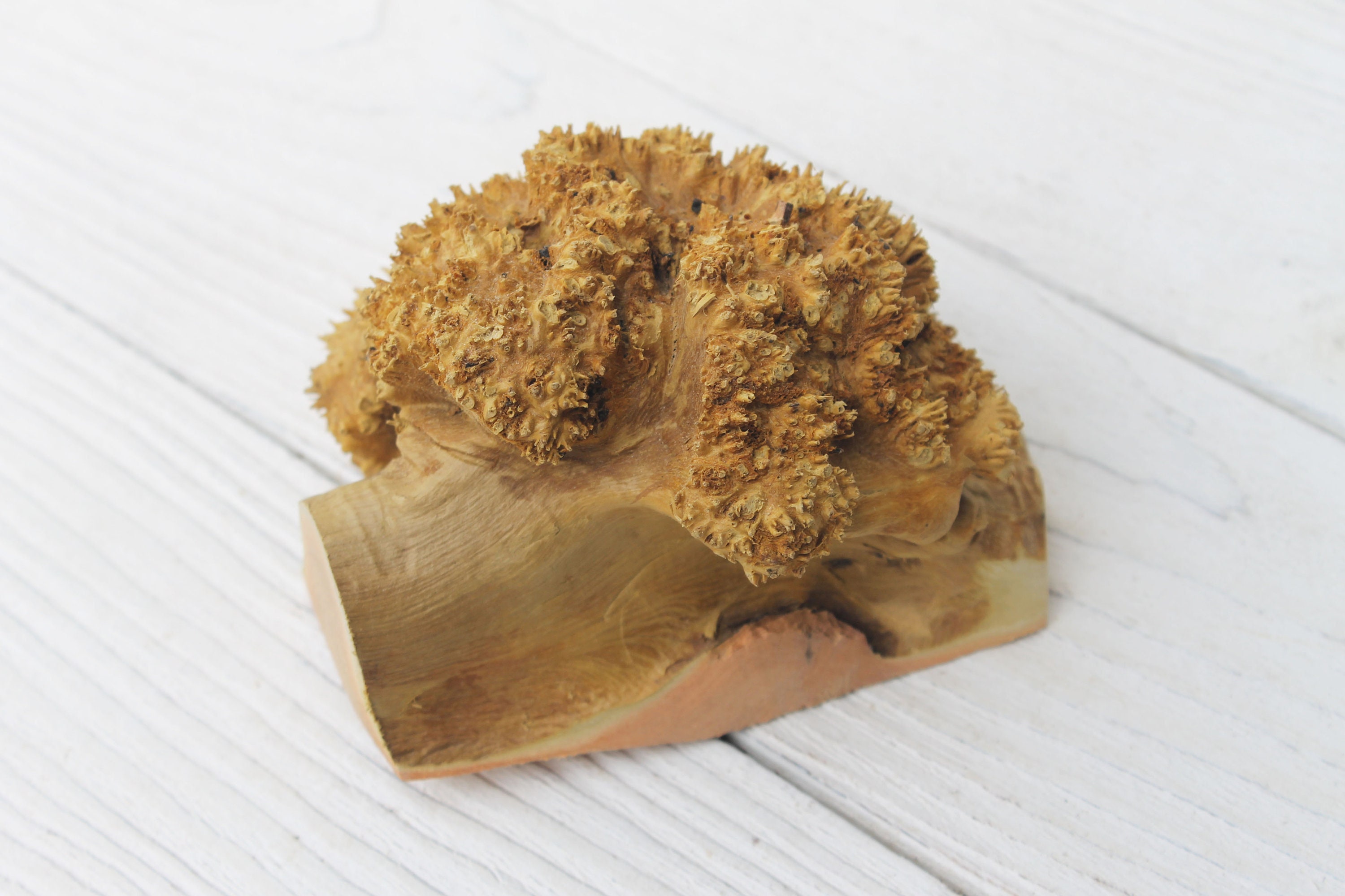 Tree Burl for sale Only 2 left at 60