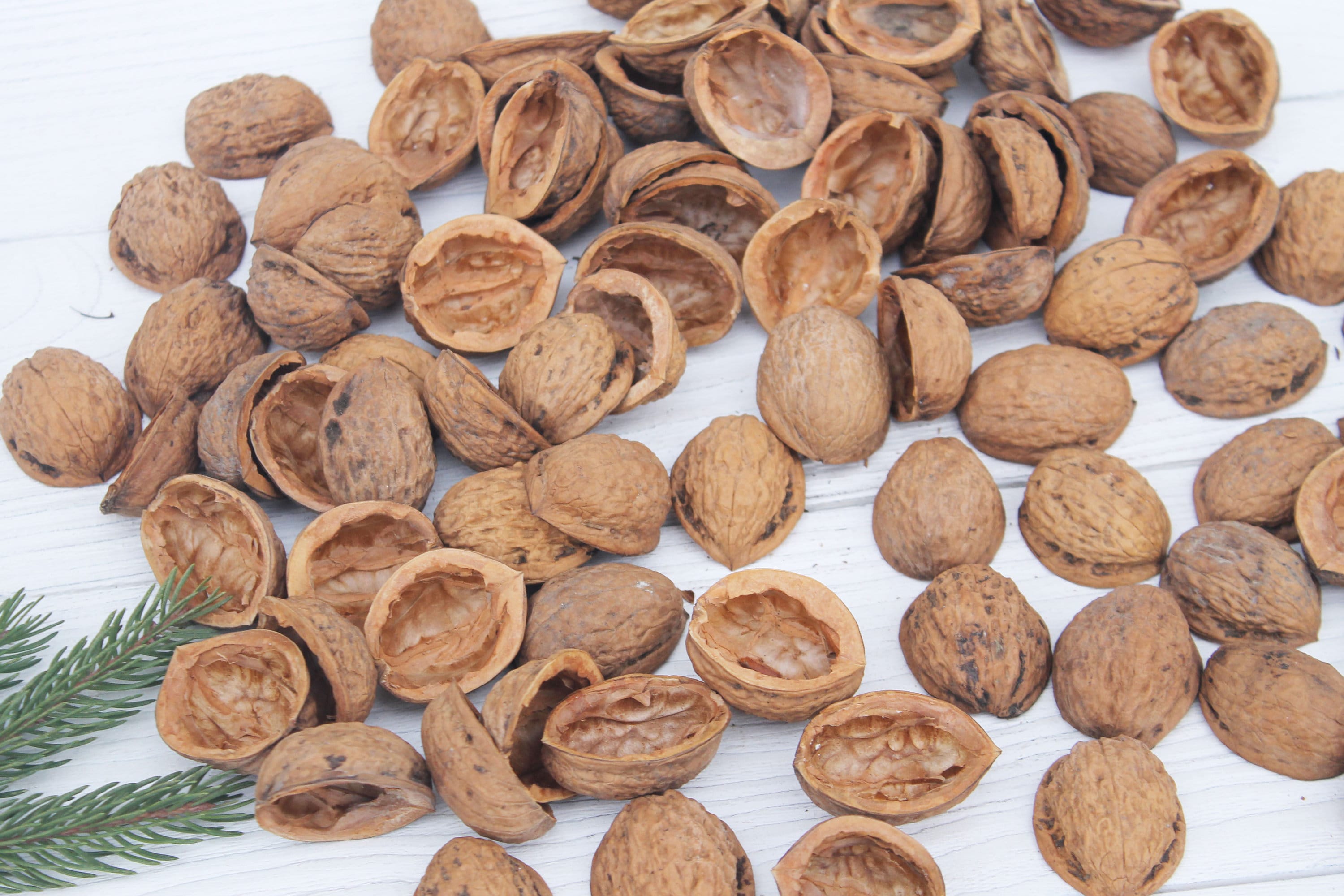 Walnut Shell Halves Set of 50 walnut halves Etsy