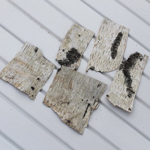 5 birch bark sheets Tree bark for crafts