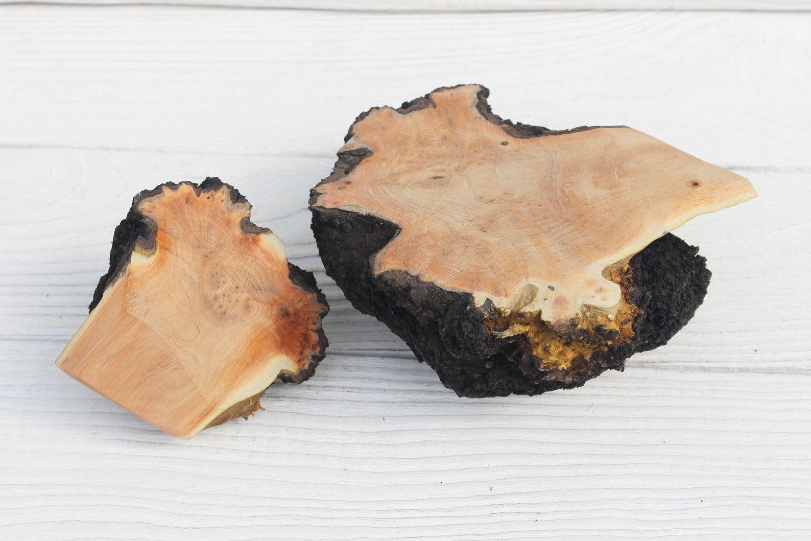 Raw burl wood pieces Tree burl Etsy
