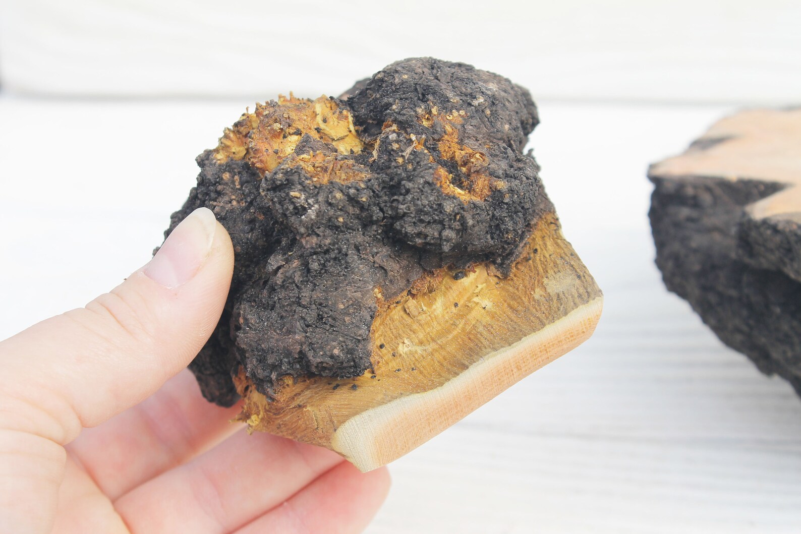 Raw burl wood pieces Tree burl Etsy