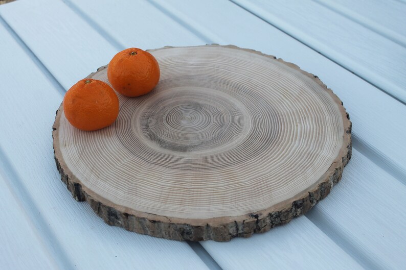 large tree slice Ash wood slice Rustic wedding decor image 2